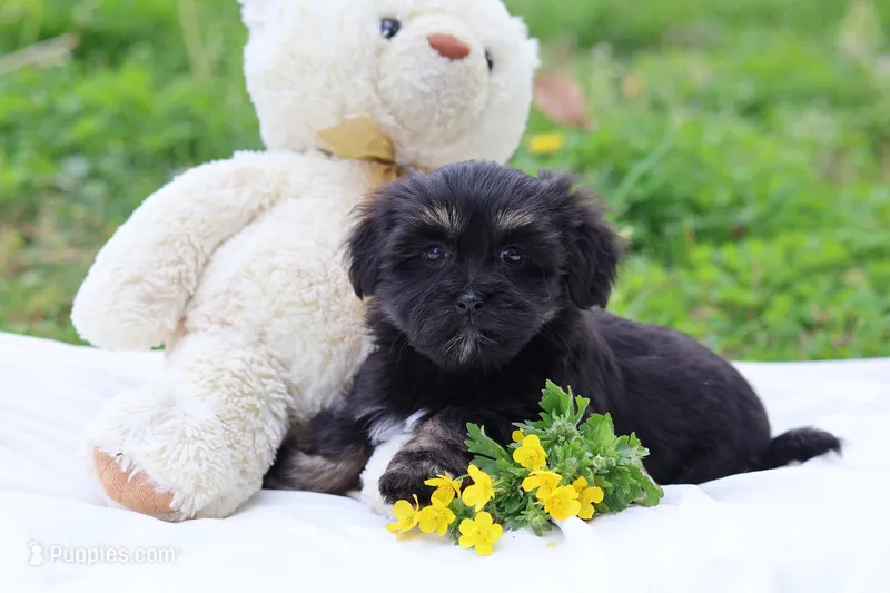 Zara – Havanese puppy for sale in Harrison, AR