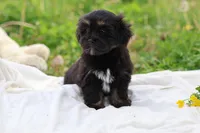 Zara, a female Havanese for sale in Harrison, AR – Photo 9 of 10