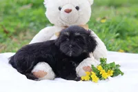 Zara, a female Havanese for sale in Harrison, AR – Photo 4 of 10