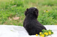 Zara, a female Havanese for sale in Harrison, AR – Photo 6 of 10