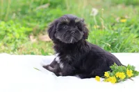 Zara, a female Havanese for sale in Harrison, AR – Photo 7 of 10