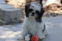 Destiny  , a female Shih Tzu for sale in Harrison, AR – 8 of 10