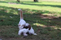 Donut, a male Shih Tzu for sale in Harrison, AR – 6 of 6