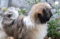 Lucas, a male Shih Tzu for sale in Harrison, AR – 7 of 9