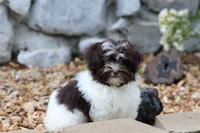 Hattie, a female Havanese for sale in Harrison, AR – 4 of 10