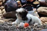 Destiny  , a female Shih Tzu for sale in Harrison, AR – 7 of 10