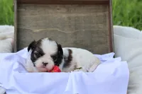 Destiny  , a female Shih Tzu for sale in Harrison, AR – 5 of 8