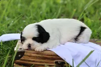 diamond  , a male Shih Tzu for sale in Harrison, AR – 4 of 8