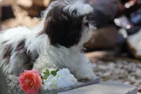 Destiny  , a female Shih Tzu for sale in Harrison, AR – 1 of 10