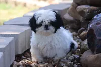 diamond  , a male Shih Tzu for sale in Harrison, AR – 5 of 10