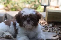 Donut, a male Shih Tzu for sale in Harrison, AR – 2 of 6