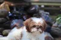 Donut, a male Shih Tzu for sale in Harrison, AR – 3 of 6