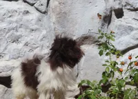 Hattie, a female Havanese for sale in Harrison, AR – 2 of 7