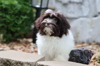Hattie, a female Havanese for sale in Harrison, AR – 8 of 10