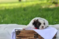 Destiny  , a female Shih Tzu for sale in Harrison, AR – 6 of 8