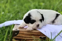 diamond  , a male Shih Tzu for sale in Harrison, AR – 2 of 8