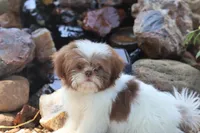 Donut, a male Shih Tzu for sale in Harrison, AR – 4 of 6