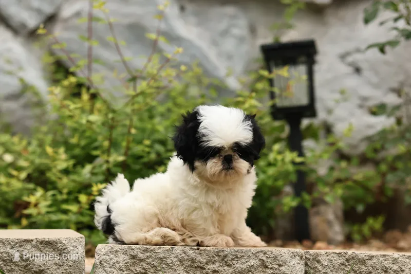 diamond   – Shih Tzu puppy for sale in Harrison, AR
