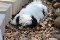 diamond  , a male Shih Tzu for sale in Harrison, AR – 10 of 10