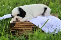 diamond  , a male Shih Tzu for sale in Harrison, AR – 8 of 8
