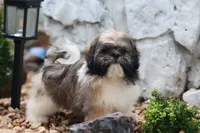 Lucas, a male Shih Tzu for sale in Harrison, AR – 4 of 9
