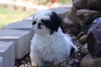 diamond  , a male Shih Tzu for sale in Harrison, AR – 8 of 10