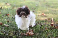 Hattie, a female Havanese for sale in Harrison, AR – 7 of 7