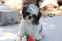 Destiny  , a female Shih Tzu for sale in Harrison, AR – 3 of 10