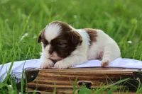 Donut, a male Shih Tzu for sale in Harrison, AR – 4 of 7