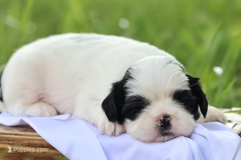diamond   – Shih Tzu puppy for sale in Harrison, AR