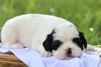 diamond  , a male Shih Tzu for sale in Harrison, AR – 1 of 8
