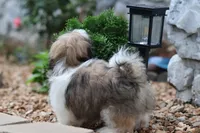 Lucas, a male Shih Tzu for sale in Harrison, AR – 3 of 9