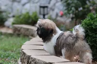 Lucas, a male Shih Tzu for sale in Harrison, AR – 8 of 9
