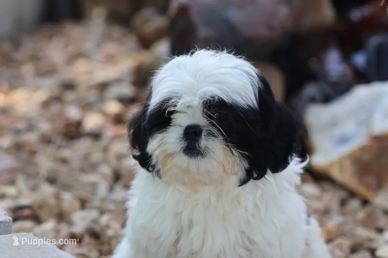 diamond   – Shih Tzu puppy for sale in Harrison, AR