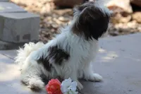 Destiny  , a female Shih Tzu for sale in Harrison, AR – 4 of 10