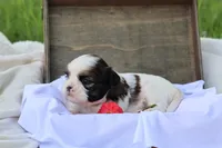 Destiny  , a female Shih Tzu for sale in Harrison, AR – 7 of 8