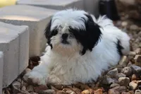 diamond  , a male Shih Tzu for sale in Harrison, AR – 9 of 10