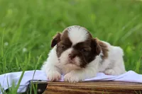 Donut, a male Shih Tzu for sale in Harrison, AR – 5 of 7