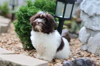 Hattie, a female Havanese for sale in Harrison, AR – 10 of 10