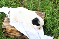 diamond  , a male Shih Tzu for sale in Harrison, AR – 7 of 8