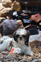 Destiny  , a female Shih Tzu for sale in Harrison, AR – 9 of 10