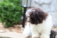 Hattie, a female Havanese for sale in Harrison, AR – 3 of 10