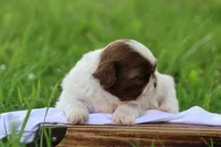Donut, a male Shih Tzu for sale in Harrison, AR – 3 of 7