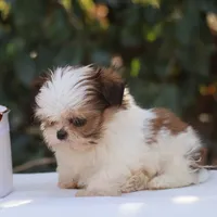 Tiny Tim, a male Shih Tzu for sale in Harrison, AR – Photo 5 of 10