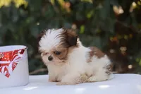 Tiny Tim, a male Shih Tzu for sale in Harrison, AR – Photo 5 of 10