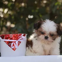 Tiny Tim, a male Shih Tzu for sale in Harrison, AR – Photo 2 of 10