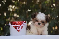 Tiny Tim, a male Shih Tzu for sale in Harrison, AR – Photo 2 of 10