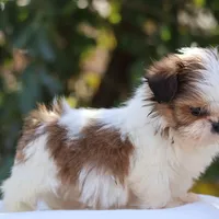 Tiny Tim, a male Shih Tzu for sale in Harrison, AR – Photo 9 of 10