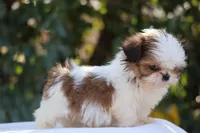 Tiny Tim, a male Shih Tzu for sale in Harrison, AR – Photo 9 of 10