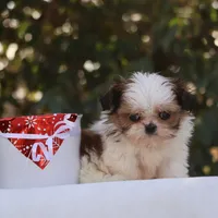 Tiny Tim, a male Shih Tzu for sale in Harrison, AR – Photo 10 of 10